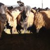 فروش گوسفند در سمیرم – اصفهان