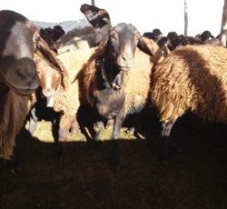 فروش گوسفند در سمیرم – اصفهان