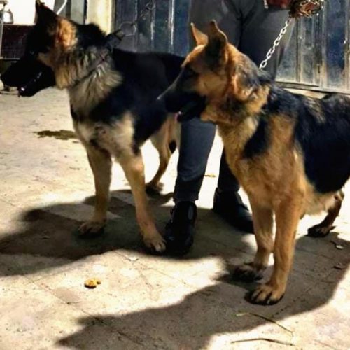 فروش و تربیت حرفه ای سگ در تهران