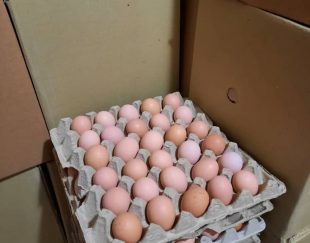 تولید و فروش تخم مرغ محلی در زنجان