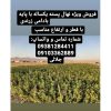 فروش نهال پسته و هرس و پیوند درختان پسته در استان فارس