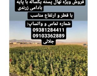 فروش نهال پسته و هرس و پیوند درختان پسته در استان فارس