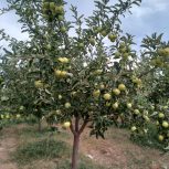 پرورش و فروش درخت پایه کوتاه 6 ساله سیب زرد و قرمز در همدان – رزن