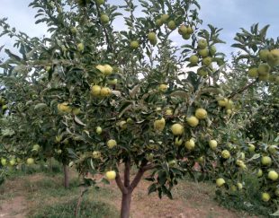 پرورش و فروش درخت پایه کوتاه 6 ساله سیب زرد و قرمز در همدان – رزن