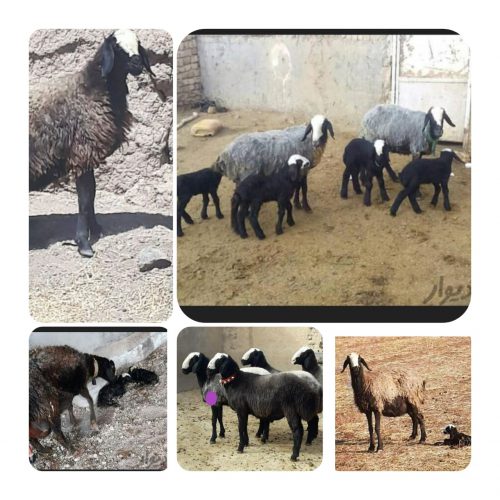 فروش گوسفند شال افشار در شیراز و کرمان