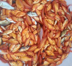 فروش انواع ماهی زینتی در گیلان – رشت ، سنگر