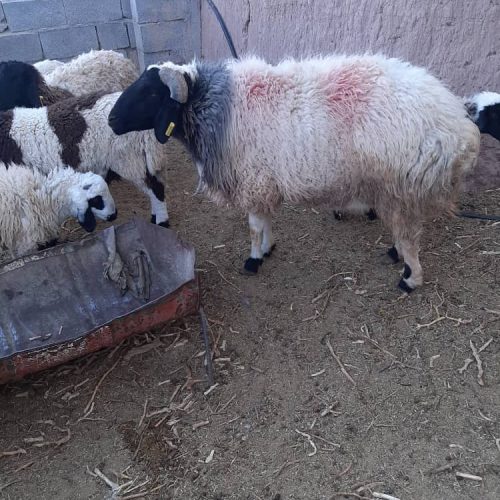خرید و فروش دام زنده گوساله و گوسفند از سراسر استان کرمان در رفسنجان