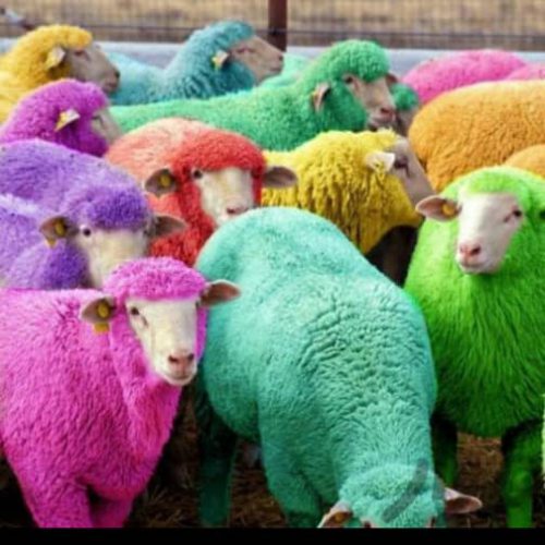 فروش گوسفند زنده همراه با قصاب در ملک آباد – کرج