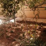 بهترین مرکز فروش گل و خدمات گلکاری و فضا سبز در شیراز