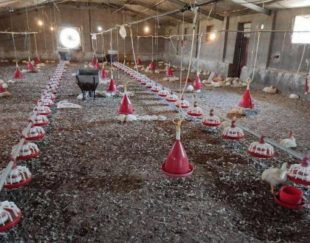 تولید ، فروش و ارسال کود مرغی از کرمانشاه به کردستان ، ایلام ، خوزستان ، لرستان