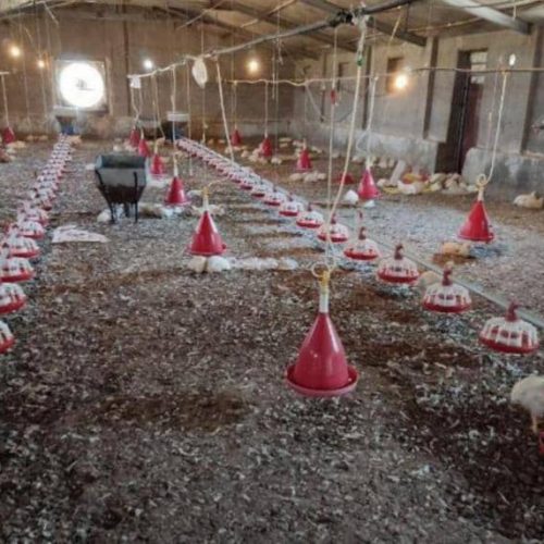تولید ، فروش و ارسال کود مرغی از کرمانشاه به کردستان ، ایلام ، خوزستان ، لرستان
