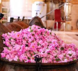 گلاب محمدی قمصر کاشان – تولید و فروش عمده گلاب سنتی و شربت سنتی و ارگانیک در کاشان و سراسر کشور