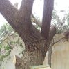 بهترین مرکز هرس و برش درخت و خرید تنه درخت آماده موسوی در آبادان