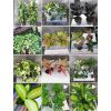 گلخونه سانس – بهترین مرکز پرورش و فروش گل و گیاه در گتاب ، بابل و سراسر کشور