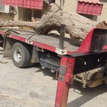 بهترین مرکز انجام خدمات هرس ، قطع و برش انواع درخت در بوشهر