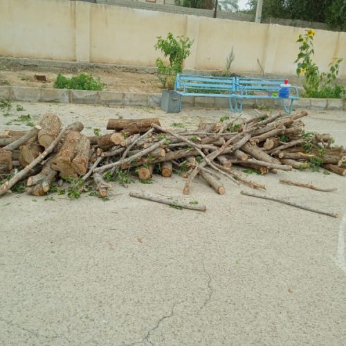 بهترین مرکز انجام خدمات هرس ، قطع و برش انواع درخت در بوشهر