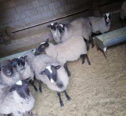 بهترین مرکز فروش گوسفند رومانوف در دنا – یاسوج