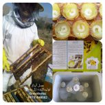 عسل آیناز – بهترین مرکز تولید و فروش عسل طبیعی و ژل رویال در شهرکرد و سراسر کشور