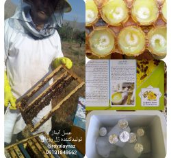 عسل آیناز – بهترین مرکز تولید و فروش عسل طبیعی و ژل رویال در شهرکرد و سراسر کشور