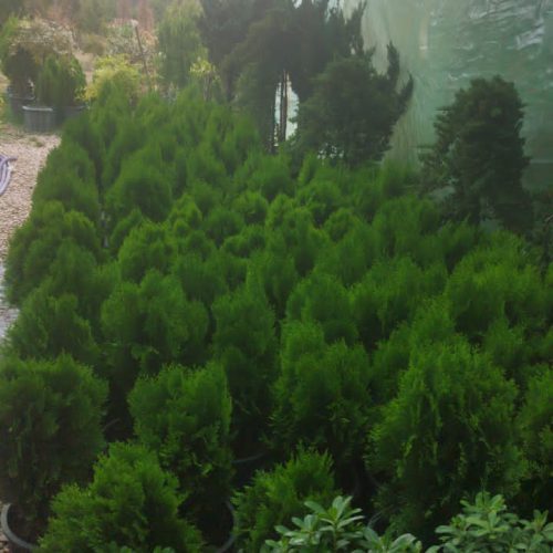 بهترین مرکز انجام خدمات فضای سبز در شیراز