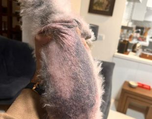 بهترین مرکز درمان بیماری آلوپسی یا ریزش مو سکه ای سگ ها در تهران – سعادت آباد و ارسال به سراسر کشور