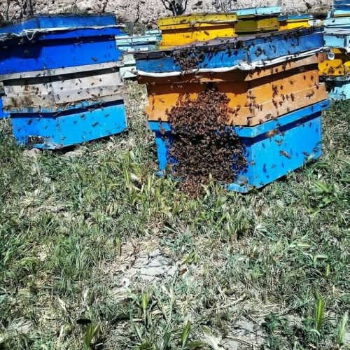 زنبورستان محمدی ، مرکز تولید و فروش عسل سبلان در سرعین