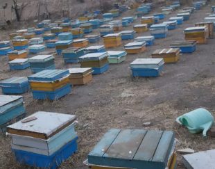 زنبورستان محمدی ، مرکز تولید و فروش عسل سبلان در سرعین