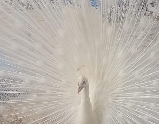 10 درصد تخفیف برای فروش انواع طاووس