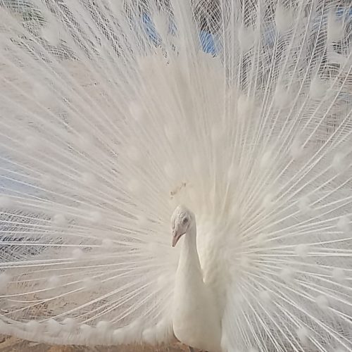 10 درصد تخفیف برای فروش انواع طاووس