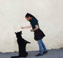 مربی سگ، آموزش و تربیت سگ در محل در غرب تهران