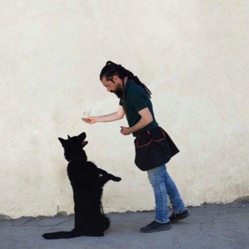 مربی سگ، آموزش و تربیت سگ در محل در غرب تهران