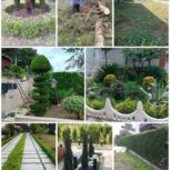 اجرای خدمات باغبانی در مازندران | علف‌تراشی و هرس درختان نوشهر و چالوس