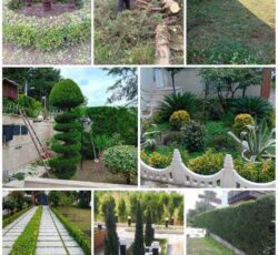 اجرای خدمات باغبانی در مازندران | علف‌تراشی و هرس درختان نوشهر و چالوس