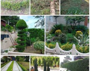 اجرای خدمات باغبانی در مازندران | علف‌تراشی و هرس درختان نوشهر و چالوس